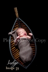 Indigo_Newborn Portrait Photography0039